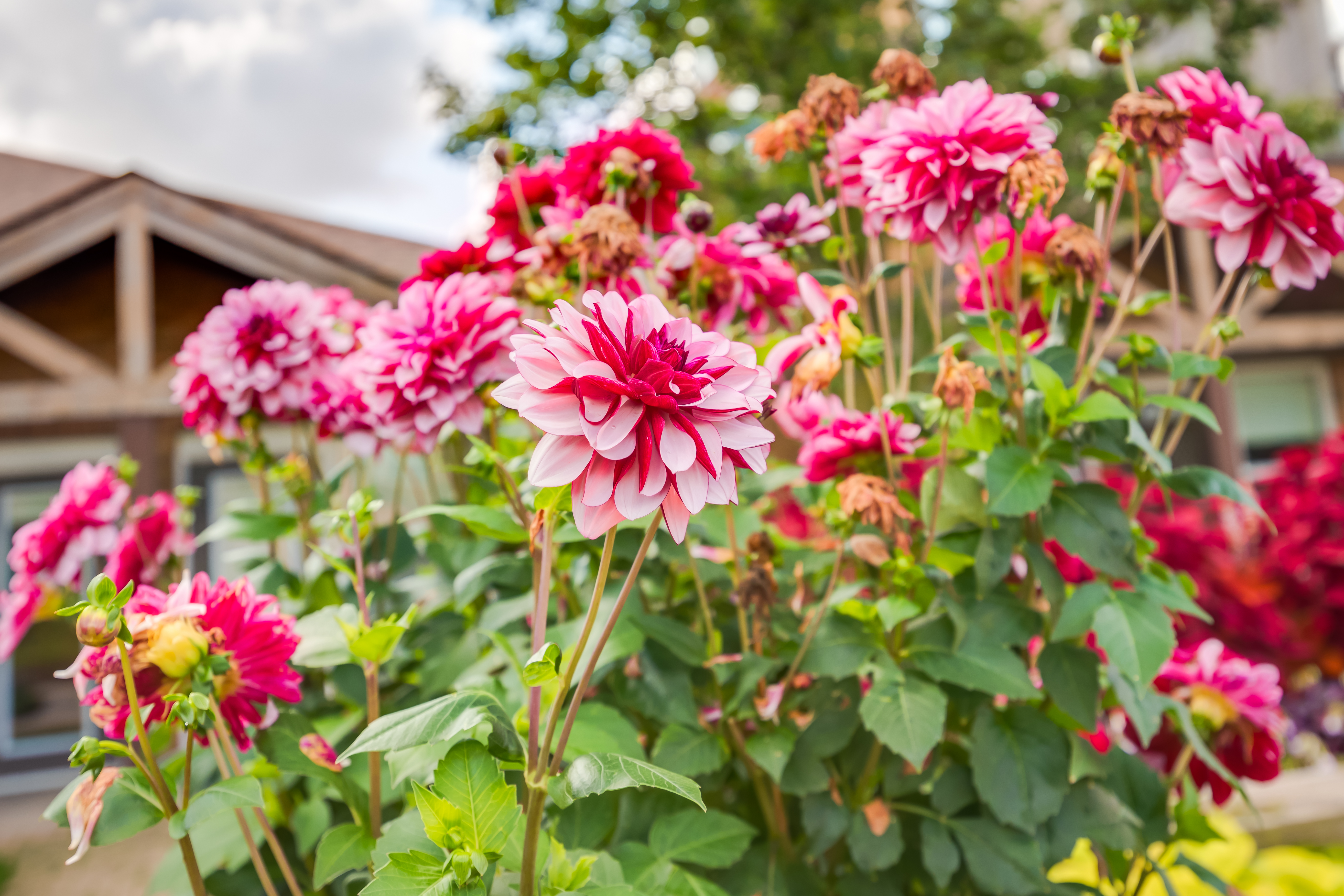 Flowers at Schlegel Villages