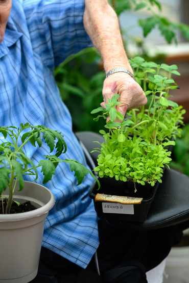 Showing plants in the greenhouse